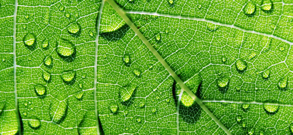 Dew on a Green Leaf
