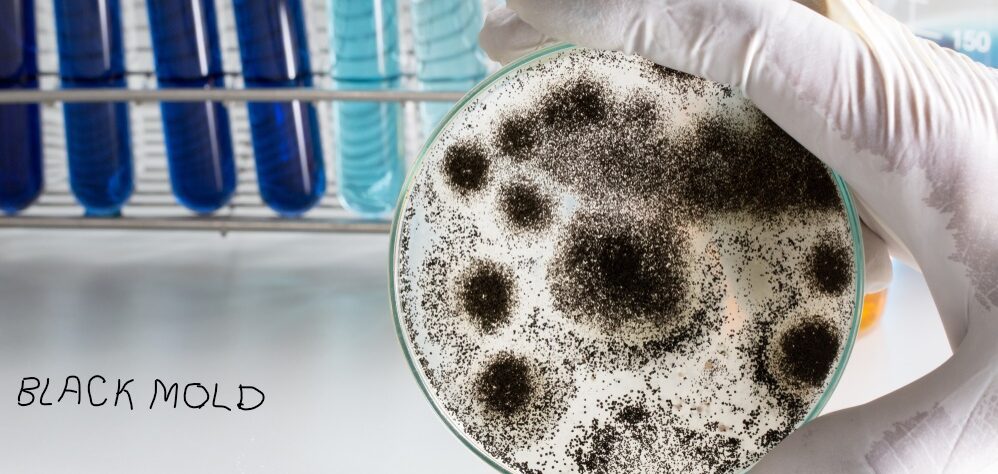 Black Mold growing in Petri Dish